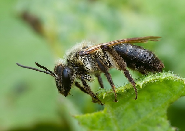 včielka pásikavá Halictus cf.quadricinctus