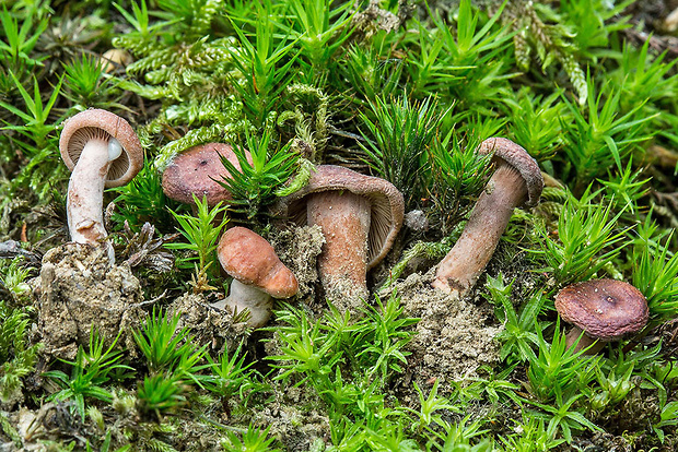 rýdzik Lactarius sp.