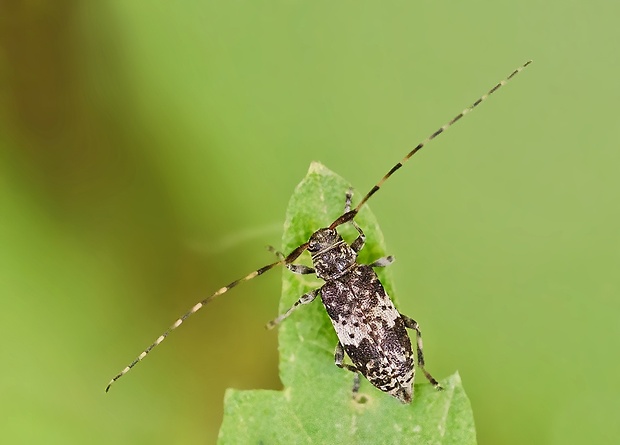 vrzúnik Leiopus nebulosus