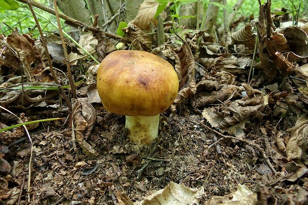 plávka smradľavá Russula foetens Pers.