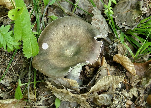 plávka strakatá Russula grisea Fr.