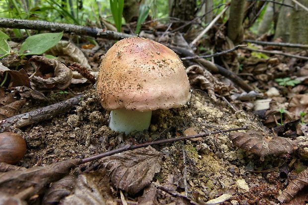 plávka Russula sp.