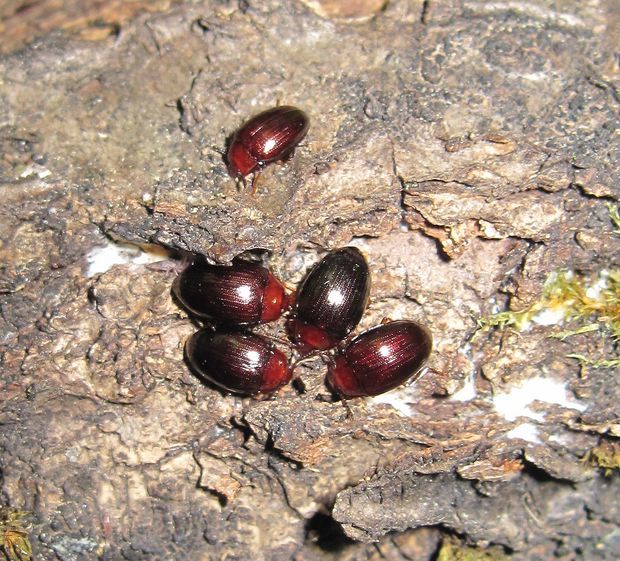 potemník Scaphidema metallicum var. bicolor  Fabricius