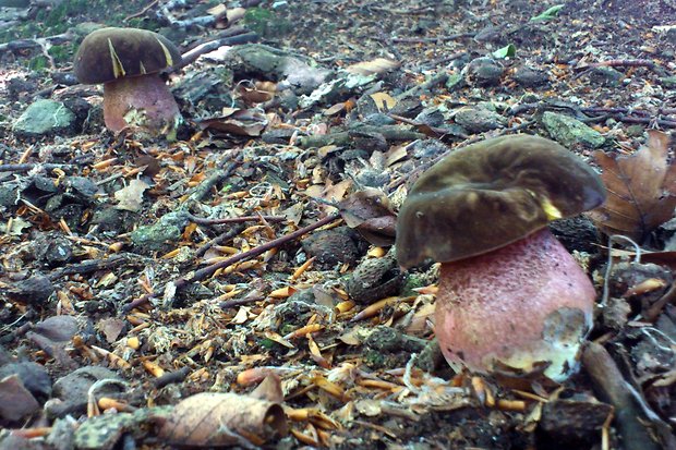 hríb zrnitohlúbikový Sutorius luridiformis (Rostk.) G. Wu & Zhu L. Yang