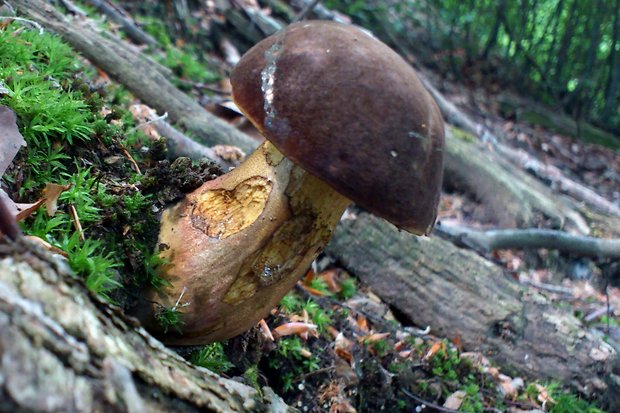 hríb zrnitohlúbikový Sutorius luridiformis (Rostk.) G. Wu & Zhu L. Yang