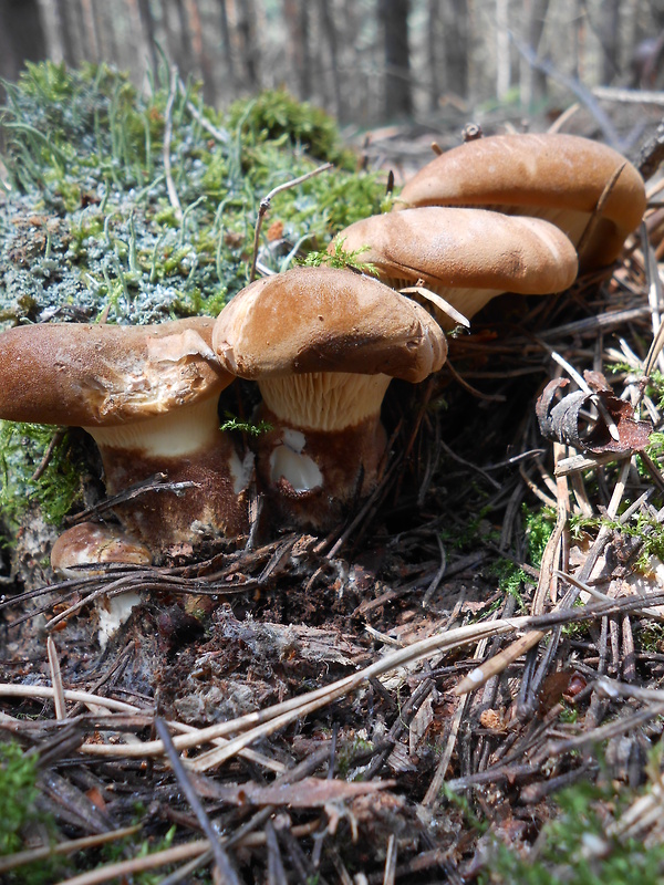 čechračka tmavohlúbiková Tapinella atrotomentosa (Batsch) Šutara