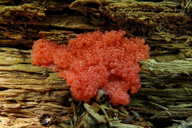 jahodník sasankovitý Tubifera ferruginosa (Batsch) J.F. Gmel.