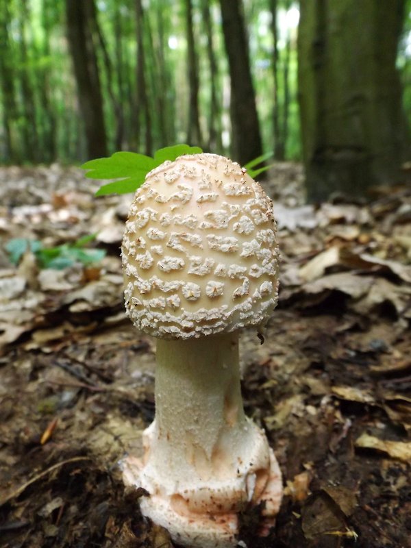 muchotrávka červenkastá Amanita rubescens Pers.