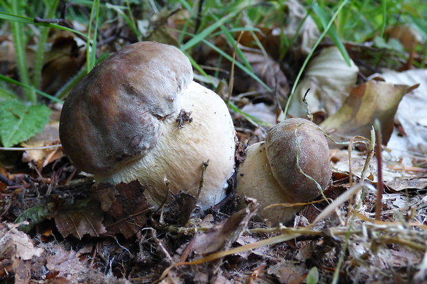 hríb dubový Boletus reticulatus Schaeff.