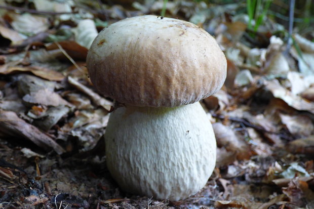 hríb dubový Boletus reticulatus Schaeff.