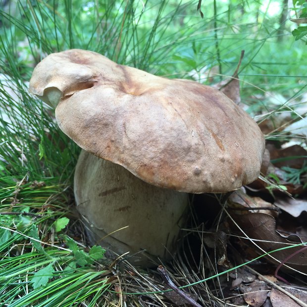 hríb dubový Boletus reticulatus Schaeff.