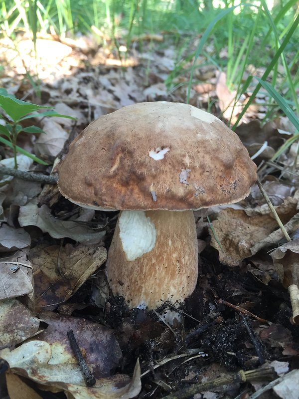 hríb dubový Boletus reticulatus Schaeff.