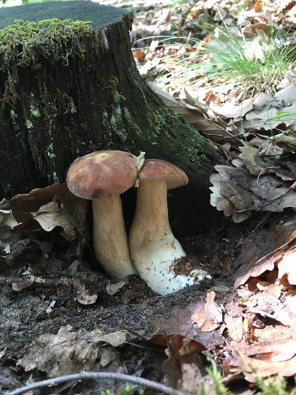 hríb dubový Boletus reticulatus Schaeff.