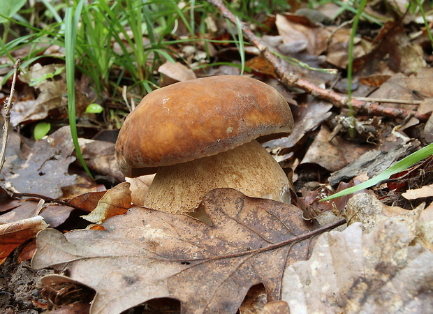 hríb dubový Boletus reticulatus Schaeff.