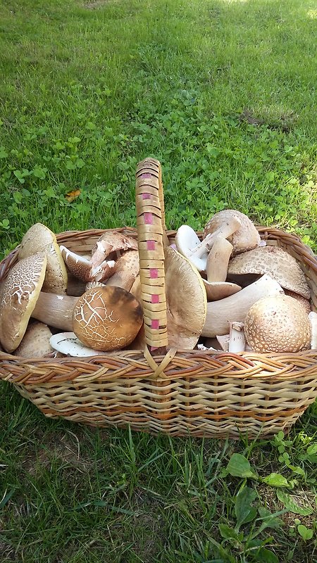 hríb dubový Boletus reticulatus Schaeff.