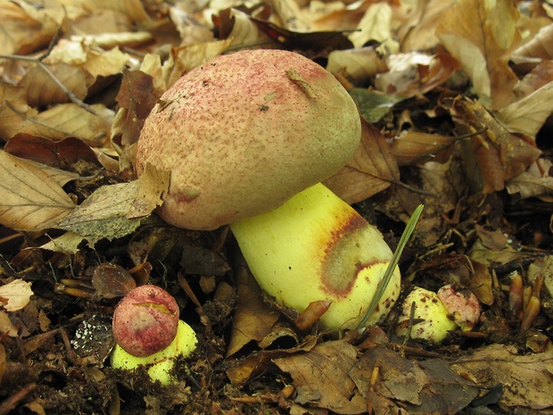 hríb kráľovský Butyriboletus regius (Krombh.) D. Arora & J.L. Frank