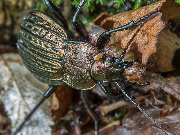 bystruška zlatomedená  Carabus ullrichi