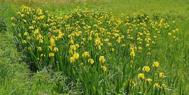 kosatec žltý Iris pseudacorus L.