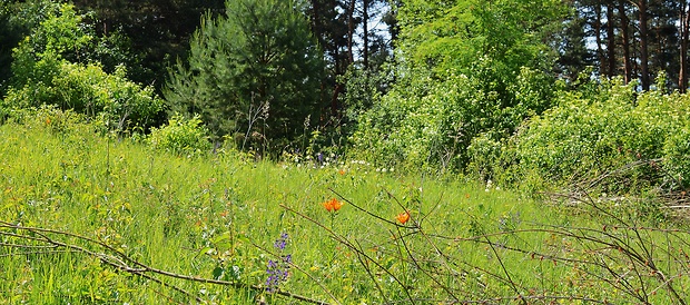 Biotop-ľalia cibuľkonosná Lilium bulbiferum L.