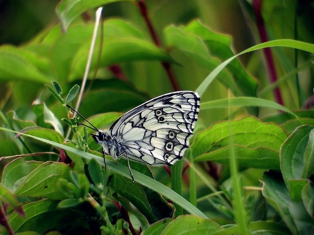 očkáň timotejkový (sk) / okáč bojínkový (cz) Melanargia galathea Linnaeus, 1758