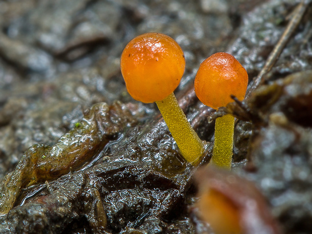 prilbička ihličková Mycena cf. acicula (Schaeff.) P. Kumm.