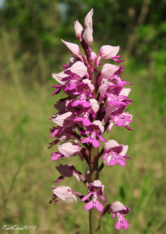 vstavač vojenský Orchis militaris L.