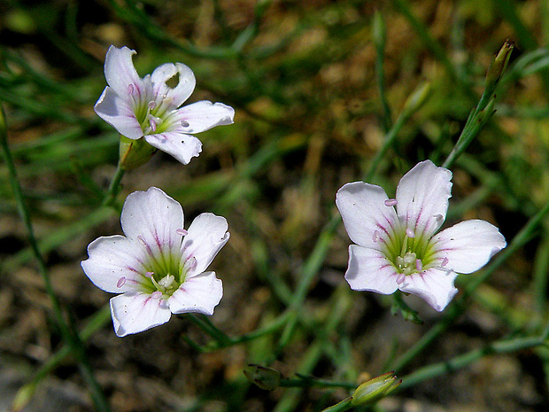 tunika lomikameňovitá Petrorhagia saxifraga (L.) Link