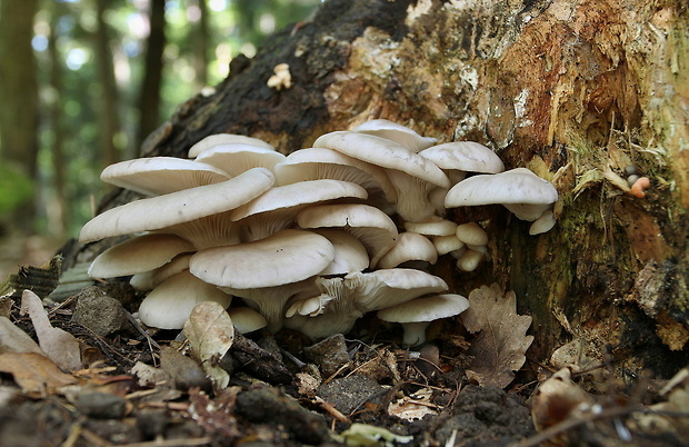 hliva buková Pleurotus pulmonarius (Fr.) Quél.