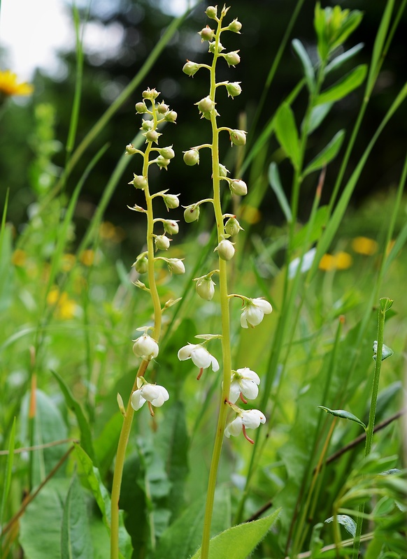 hruštička okrúhlolistá Pyrola rotundifolia L.