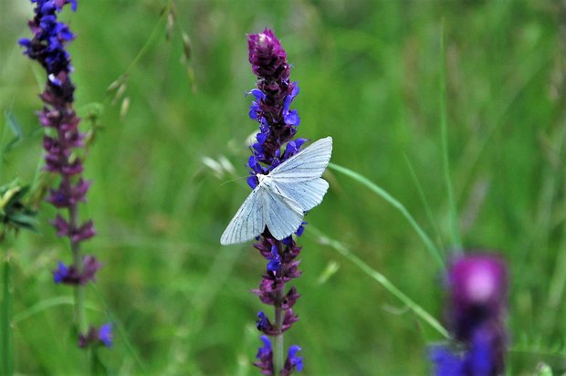 šalvia hájna Salvia nemorosa L.