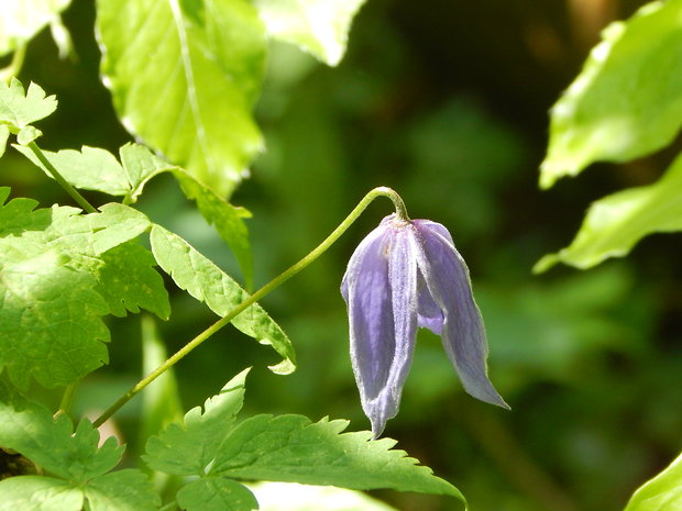 plamienok alpínsky   Clematis alpina (L.) Mill.