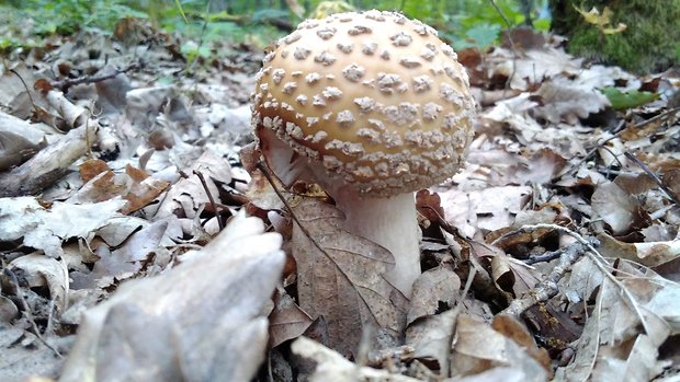 muchotrávka červenkastá  Amanita rubescens Pers.