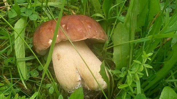 hríb dubový Boletus reticulatus Schaeff.