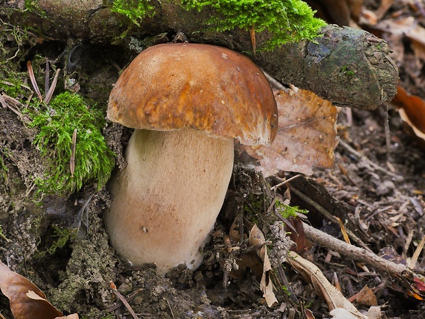 hríb dubový Boletus reticulatus Schaeff.