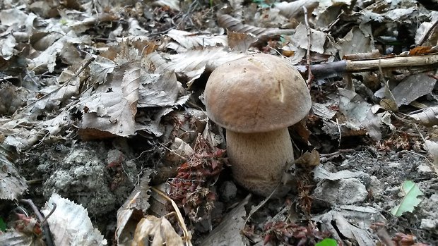 hríb dubový Boletus reticulatus Schaeff.