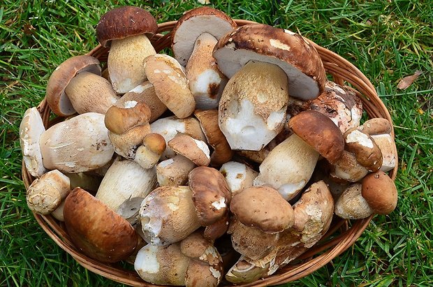 hríb dubový Boletus reticulatus Schaeff.