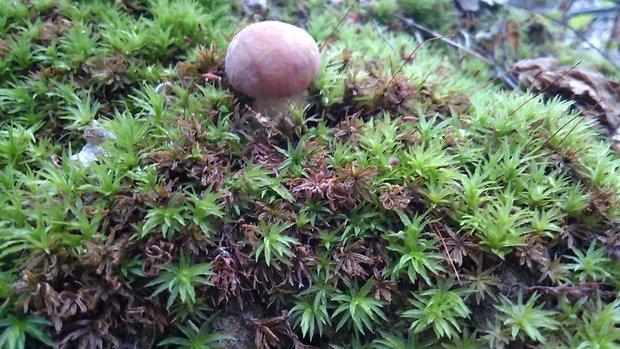 hríb dubový Boletus reticulatus Schaeff.