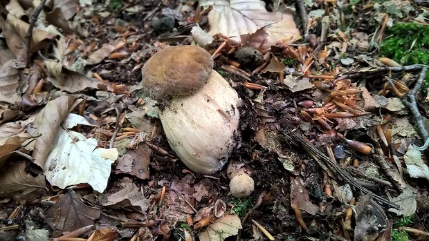 hríb dubový Boletus reticulatus Schaeff.