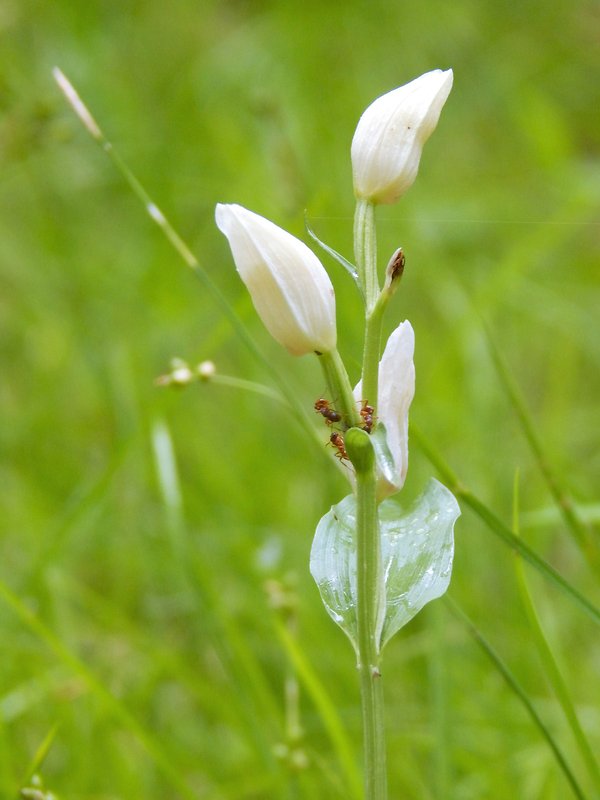 prilbovka biela Cephalanthera damasonium (Mill.) Druce