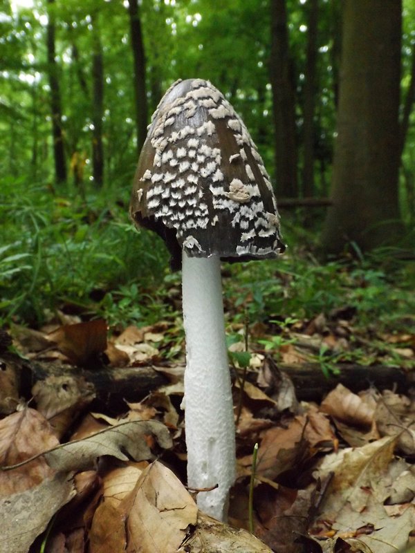 hnojník strakatý Coprinopsis picacea (Bull.) Redhead, Vilgalys & Moncalvo