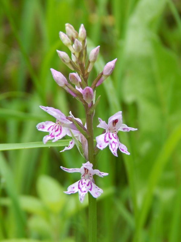 vstavačovec fuchsov pravý  Dactylorhiza fuchsii subsp. fuchsii   (Druce) Soó