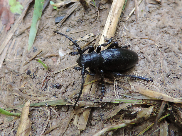 fuzáč čierny / kozlíček černý Dorcadion (Carinatodorcadion) aethiops Scopoli, 1763