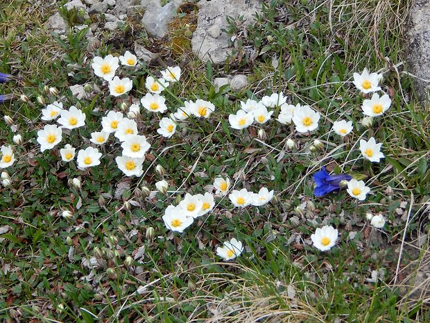 dryádka osemlupienková Dryas octopetala L.