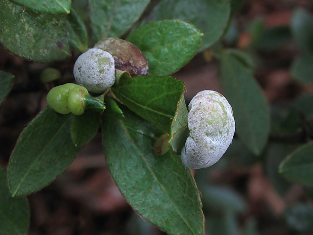 nahorúchovec Exobasidium japonicum Shirai