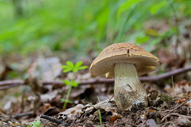 kozák hrabový Leccinum pseudoscabrum (Kallenb.) Šutara