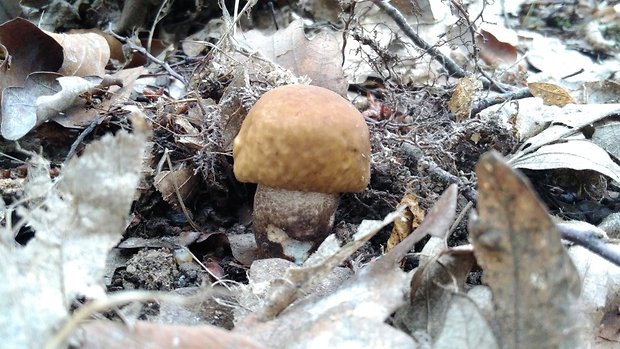 kozák hrabový Leccinum pseudoscabrum (Kallenb.) Šutara