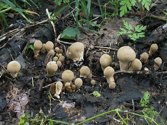 prášnica Lycoperdon sp.