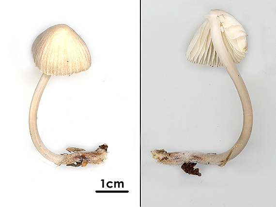 prilbička Mycena sp.