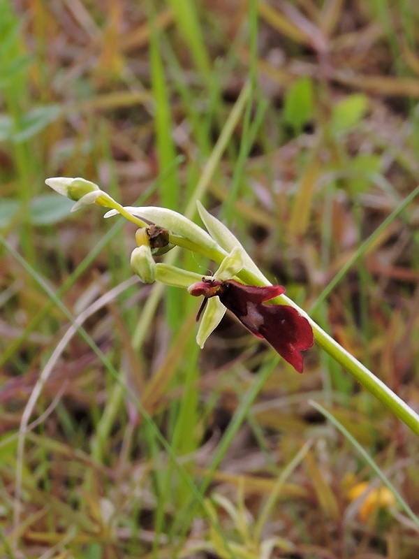 hmyzovník muchovitý Ophrys insectifera L.