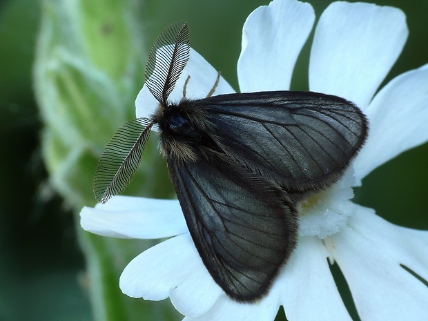 smutník trávový (sk) / smutník jílkový (cz) Penthophera morio Linnaeus, 1767